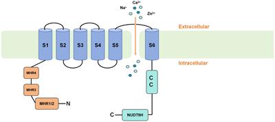 Bidirectional regulation mechanism of TRPM2 channel: role in oxidative stress, inflammation and ischemia-reperfusion injury